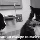 Image for article titled Why Cats Rule the Internet Instead of Dogs